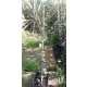 HEDERA BLUSZCZ zimą zielony odporne na mróz - sadzonki 50 / 80 cm